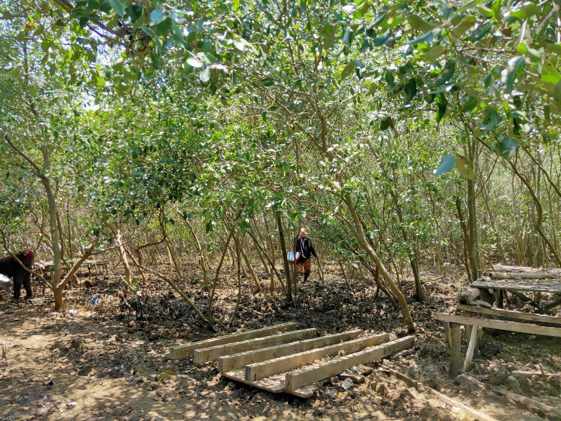 Foto : Pantai Mina Mangrove Desa Tunggulsari Tayu Pati memiliki potensi besar (Sumber : Mitrapost / Istimewa)