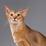 ras-kucing-abyssinian ras kucing