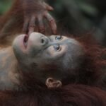 Foto: Ilustrasi orangutan (Sumber: pixabay) Foto: Ilustrasi orangutan (Sumber: pixabay)