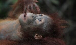 Foto: Ilustrasi orangutan (Sumber: pixabay)