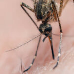 Foto: Ilustrasi nyamuk (Sumber: istock)