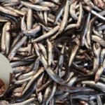 Foto : Ilustrasi benih ikan di perairan umun (Sumber : Istimewa)