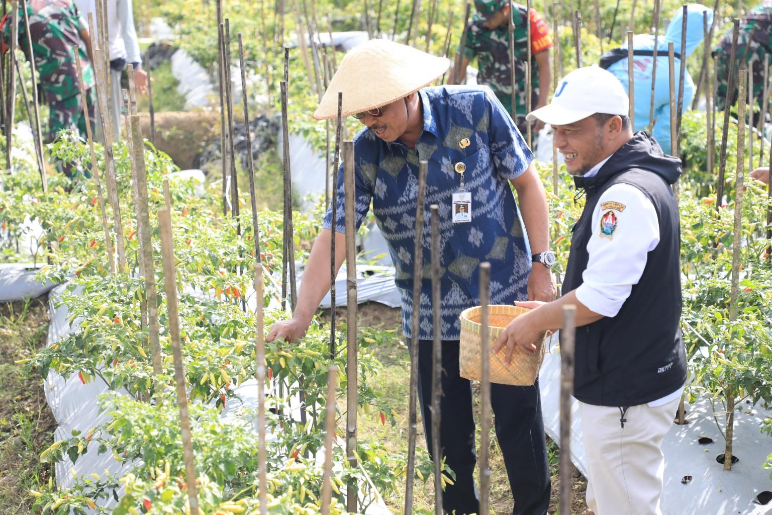 Foto: Penjabat (Pj) Gubernur Jawa Tengah, Nana Sudjana saat ikut panen cabai di Temanggung (Sumber: jatengprov)