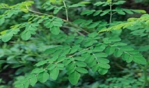 daun kelor