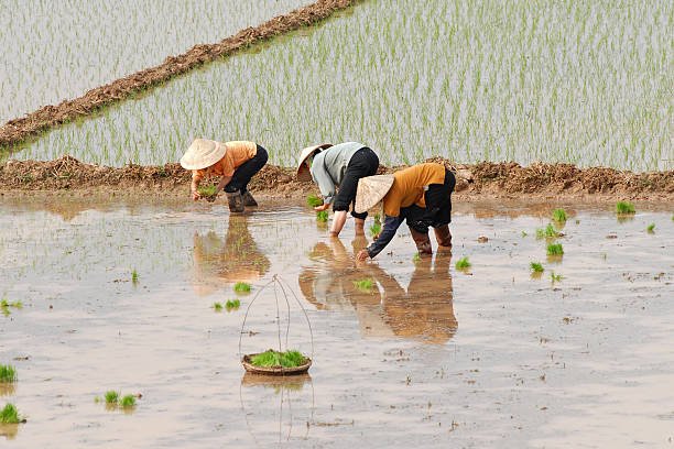 Foto: Ilustrasi petani (Sumber: istock)