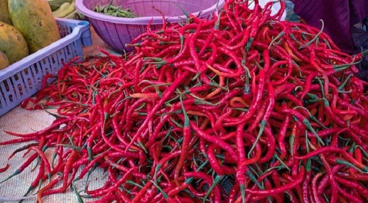Foto : Ilustrasi cabe merah keriting (Sumber : Istimewa)