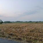 Foto : Ilustrasi kekeringan pada sawah padi di Kabupaten Pati (Sumber : Putri Asia / Mitrapost)