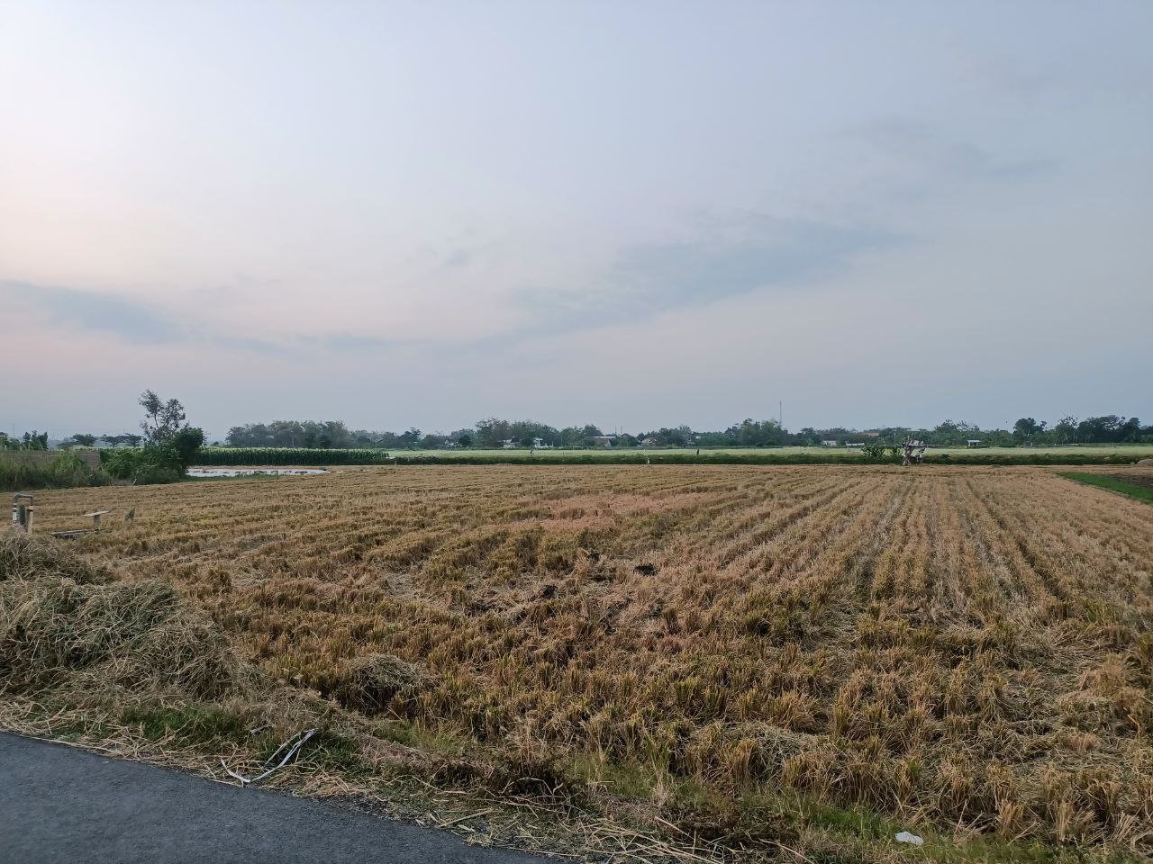 Foto : Ilustrasi kekeringan pada sawah padi di Kabupaten Pati (Sumber : Putri Asia / Mitrapost)