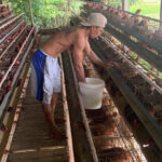 Foto : karyawan peternak di Desa Tluwah Kecamatan Juwana, Kabupaten Pati saat memberi pakan ayam (Sumber : Mitrapost.com / Istimewa)