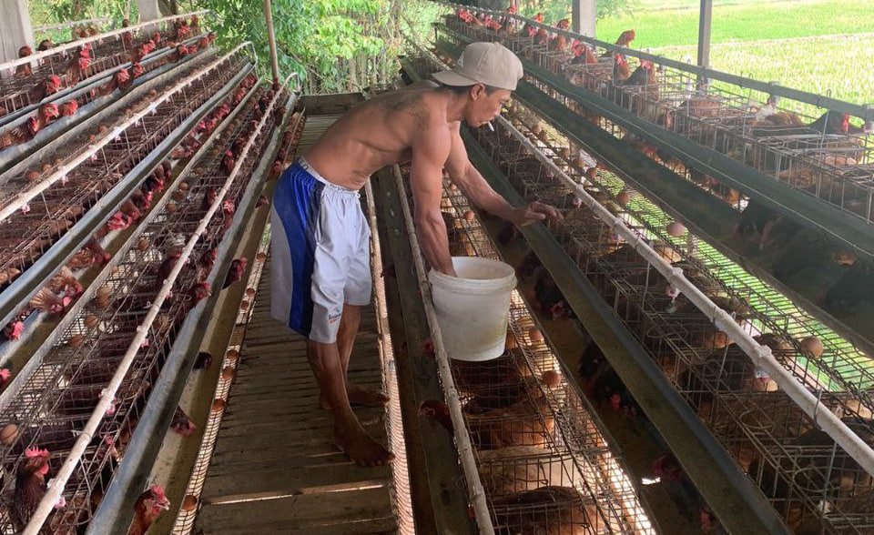 Foto : karyawan peternak di Desa Tluwah Kecamatan Juwana, Kabupaten Pati saat memberi pakan ayam (Sumber : Mitrapost.com / Istimewa)