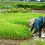 Foto: Ilustrasi petani menanam padi (Sumber: istock)