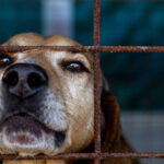 Foto: Ilustrasi anjing dikurung (Sumber: istock)