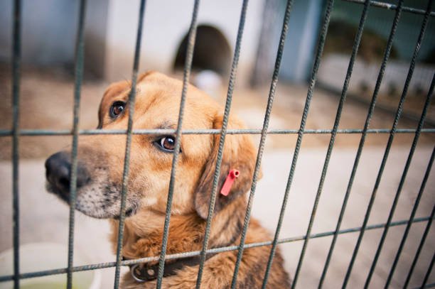 Foto: Ilustrasi anjing selundupan (Sumber: istock)