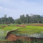 Foto: lahan di Desa Lahar Kecamatan Tlogowungu yang sudah melakukan penanaman padi (Mitrapost.com/ Kafi)