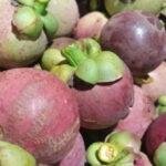 Foto: Hasil buah manggis di Desa Tajungsari Kecamatan Tlogowungu (Mitrapost.com/ Kafi)