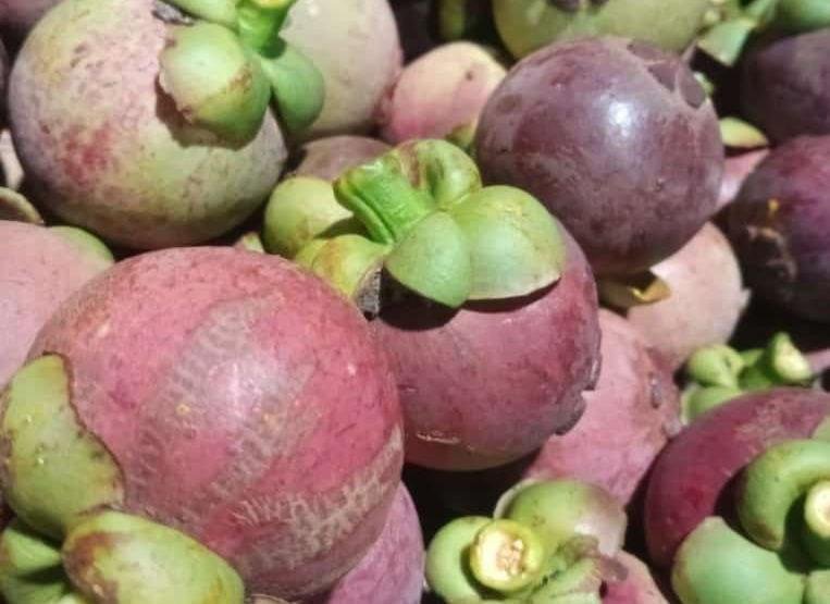 Foto: Hasil buah manggis di Desa Tajungsari Kecamatan Tlogowungu (Mitrapost.com/ Kafi)
