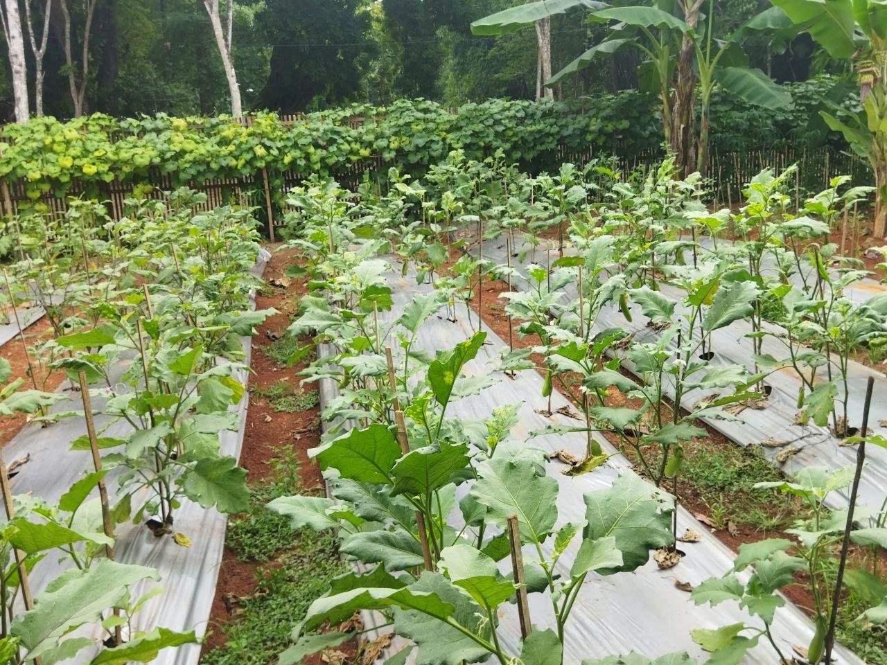 Foto : Kebun KWT Sari Bina Karya, Desa Gempolsari. (Dok : Mitrapost.com/Ilham)