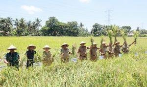 Foto: Panen padi di Purworejo (Sumber: jatengprov)
