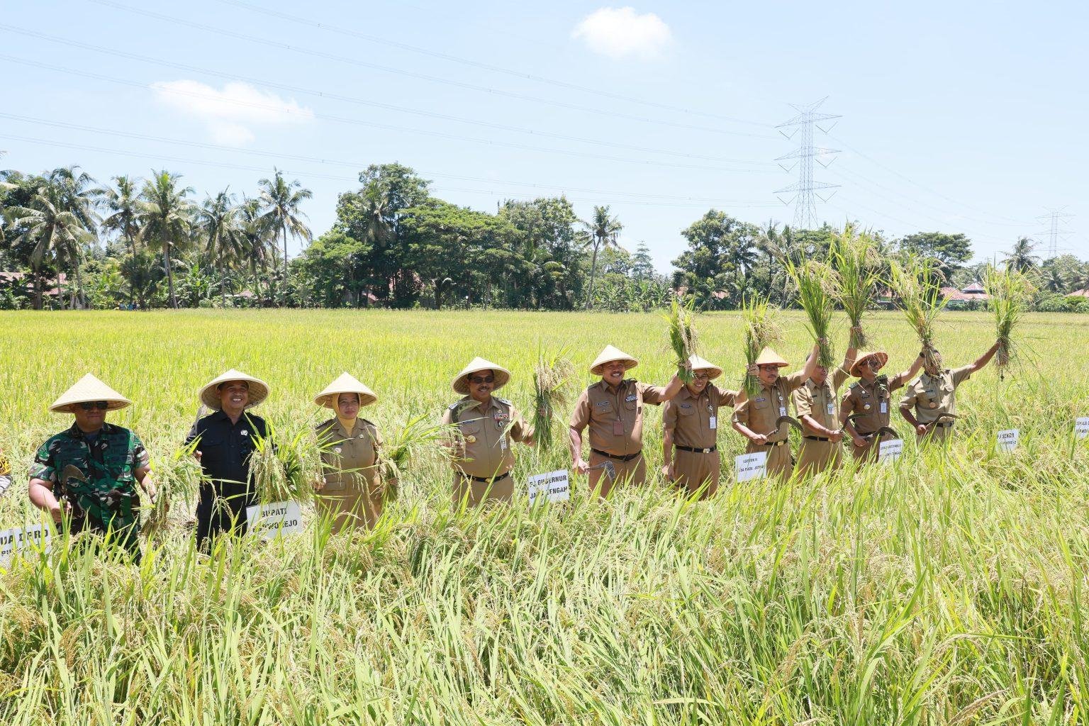Foto: Panen padi di Purworejo (Sumber: jatengprov)
