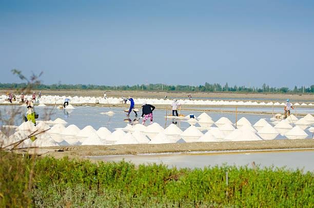 Foto: Ilustrasi petani garam (Sumber: istock) Foto: Ilustrasi petani garam (Sumber: istock)