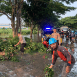 Hujan Deras Disertai Angin Sebabkan Pohon Tumbang di Pantura Pati-Juwama