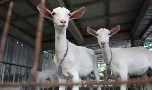 Foto: cempe (anak kambing) di Pulutan Fresh Farm, Sidorejo, Kota Salatiga (Sumber: jatengprov)