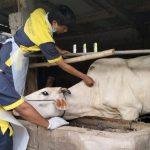 Foto: Ilustrasi pemberian vaksin pada hewan ternak (Sumber: jatengprov) Foto: Ilustrasi pemberian vaksin pada hewan ternak (Sumber: jatengprov)