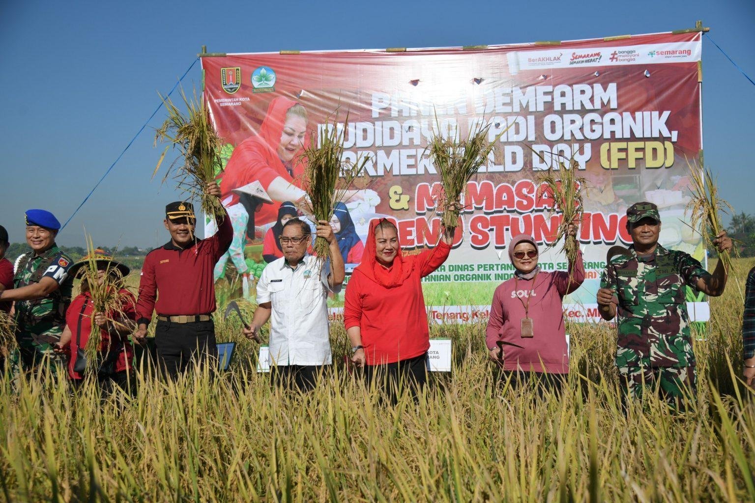 Foto: Wali Kota Semarang saat melakukan panen (Sumber: jatengprov)