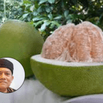 jeruk pamelo