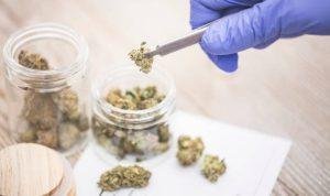 Ilustrasi ganja (Sumber: iStock) Ilustrasi ganja (Sumber: iStock)