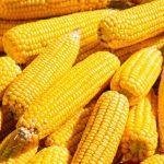 Foto: Ilustrasi jagung (Sumber: istock)
