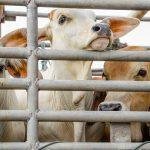 Foto: Ilustrasi rumah potong (Sumber: istock)