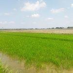 Foto : Bibit Padi di Area Sawah Desa Tondomulyo Kecamatan Jakenan Usia 15 Hari. (Sumber. Mitrapost.com/Ilham)