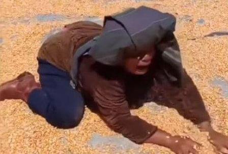 Foto: Potongan gambar dari Video Viral Petani Histeris Harga Jagung Anjlok (Sumber: istimewa)