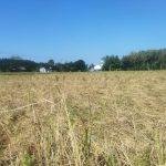 Foto : Kondisi Lahan Sawah Paryo (56) Salah Satu Warga Desa Kebowan Kecamatan Winong. (Sumber. Mitrapost.com/Ilham) Foto : Kondisi Lahan Sawah Paryo (56) Salah Satu Warga Desa Kebowan Kecamatan Winong. (Sumber. Mitrapost.com/Ilham)