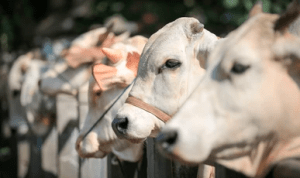 sapi-hewan-kurban hewan kurban