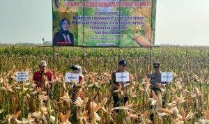 Foto: lahan jagung di Demak (Sumber: jatengprov)
