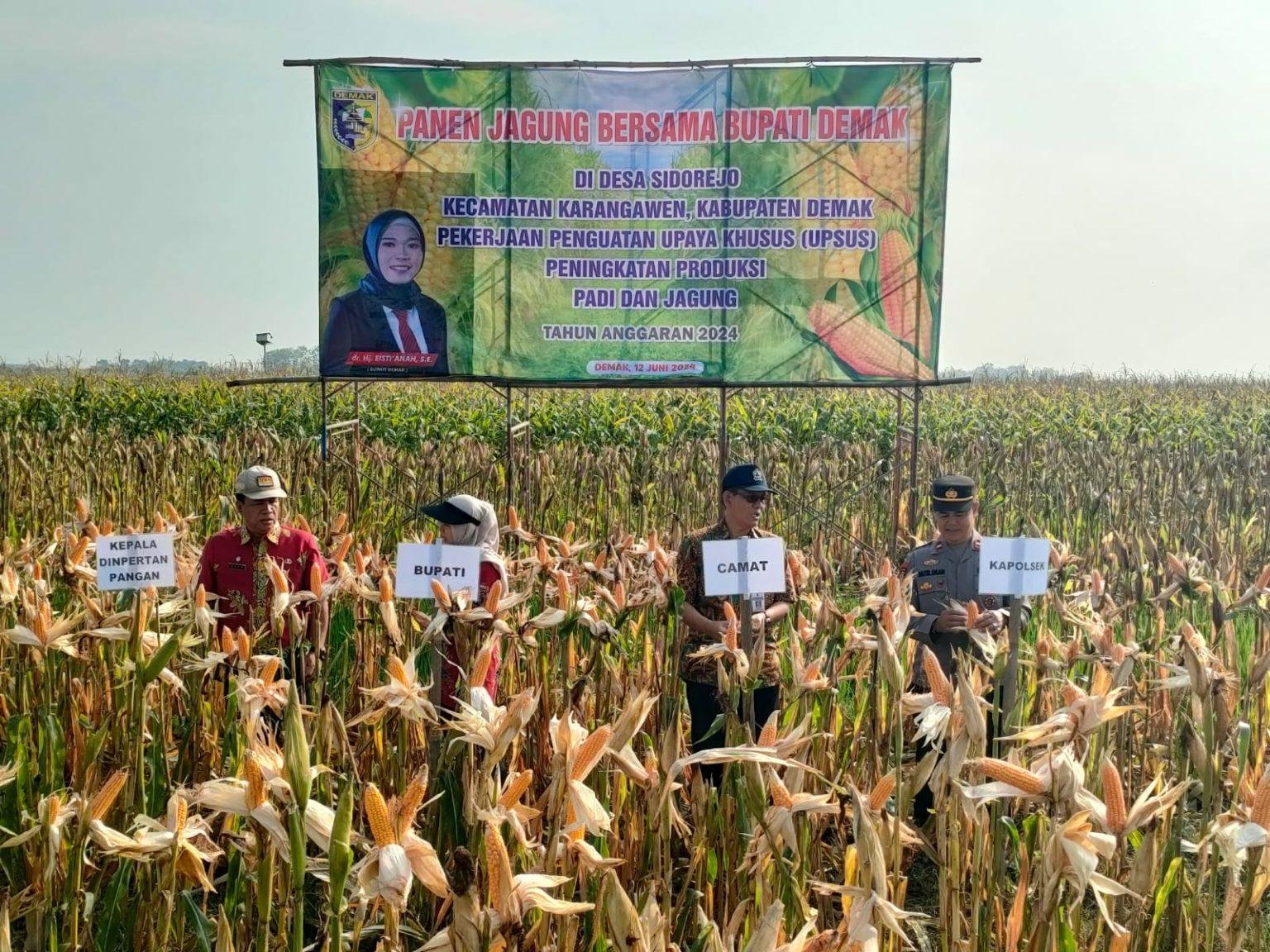 Foto: lahan jagung di Demak (Sumber: jatengprov)