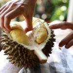 Foto: Ilustrasi buah durian (Sumber: iStock)