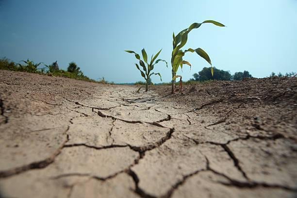 Foto: Ilustrasi kekeringan (Sumber: istock)