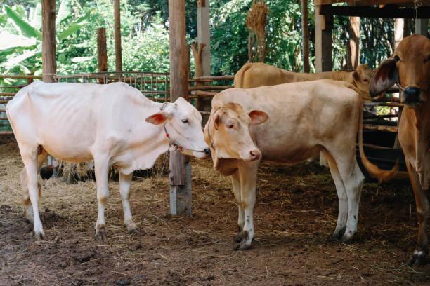 Foto: Ilustrasi sapi kurban (Sumber: istock) Foto: Ilustrasi sapi kurban (Sumber: istock)