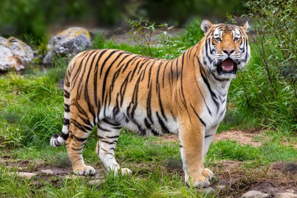 Foto: Ilustrasi Satwa Liar (Sumber: istock)