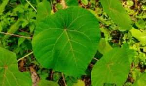 Daun Waru (Dok. Istimewa)