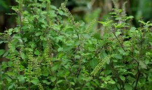 Daun Kemangi (Dok. iStock