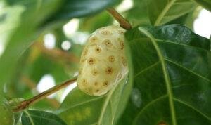 Buah mengkudu (Dok. iStock)