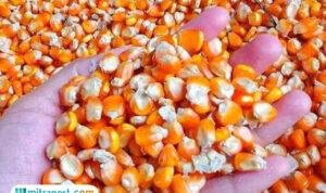 kenaikan harga jagung