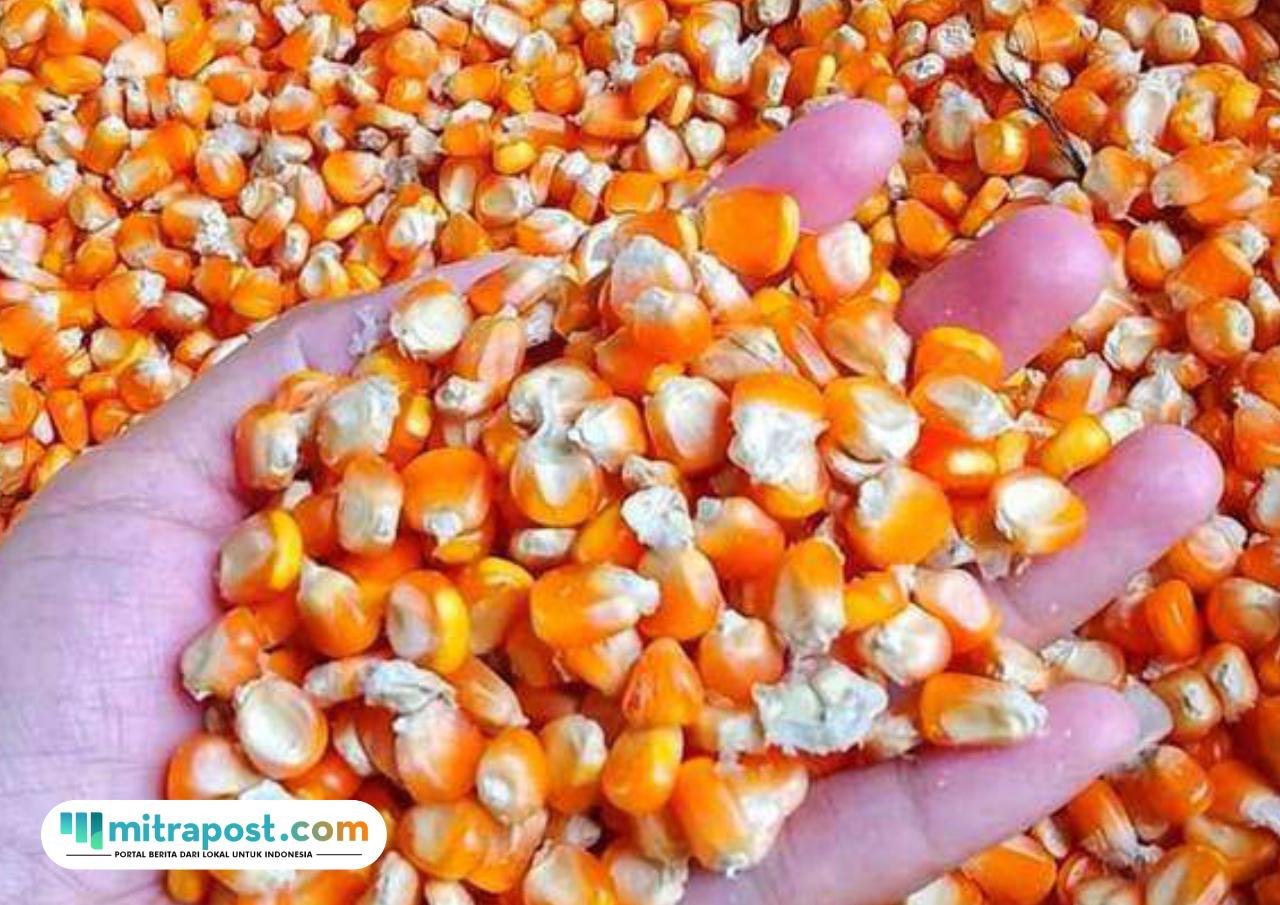kenaikan harga jagung