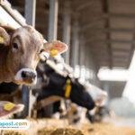 bantuan sapi Tani Demak