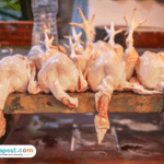 ayam
