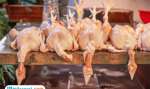tata-cara-menyembelih-ayam ayam